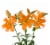 Bloom Haus Assorted Longiflorum Asiatic Hybrid Lilies Perspective: left