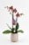 Bloom Haus Premium Live Potted Orchids Perspective: left