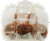 Kroger® Caramel Apples Perspective: left