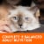 Iams Proactive Health Healthy Adult Dry Cat Food Chicken Perspective: left