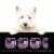 Cesar® Filets in Gravy Filet Mignon Flavor Wet Dog Food Perspective: left