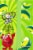 Kool-Aid Sour Jammers Snappin' Green Apple Flavored Drink Perspective: left