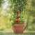 Gardener's Blue Ribbon TMC60 Ultomato 5 Foot Tomato Vegetable Plant Cage, Green Perspective: left