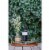 Cosentino Winery The Zin Zinfandel California Red Wine Perspective: left
