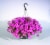 Flowering Hanging Basket - 10 inch Perspective: left