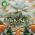 Air Wick Vibrant Scented Oil Starter Kit, Air Freshener, White Sage + Mahogany, 1 Warmer, 2 Refills Perspective: left