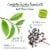Bigelow® Green Tea with Elderberry Vitamin C Tea Bags Perspective: left