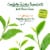 Bigelow® Organic Decaffeinated Green Tea Perspective: left