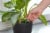 Miracle-Gro Indoor Plant Food Spikes Perspective: left