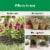 Miracle-Gro® Shake 'n Feed All-Purpose Dry Plant Food Perspective: left