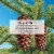 Little Trees® Royal Pine Air Freshener - Green Perspective: left