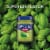 Barilla Creamy Genovese Pesto with Italian Basil Pasta Sauce and Spread Perspective: left