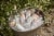 Ava Grace Pinot Grigio White Wine Perspective: left