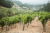 Newton Vineyard Unfiltered Napa Valley Chardonnay White Wine Perspective: left