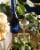 Caposaldo Moscato Italian White Wine Perspective: left
