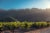 Korbel California Brandy Perspective: left