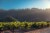 Korbel Organic Brut California Champagne Perspective: left