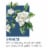 French Blue Brut Perspective: left