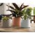 Bloem Mathers Planter w/Saucer Tray Misty Blue Garden Plater, White, 8 Perspective: left
