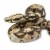 Boa Constrictor Perspective: left