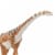 Malawisaurus Toy Perspective: left