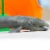 Gray Whale Toy Perspective: left