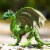 Forest Dragon Toy Perspective: left