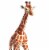 Reticulated Giraffe Toy Perspective: left