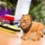 Lion Toy Perspective: left