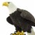 Bald Eagle Perspective: left