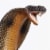 Cobra Perspective: left