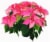 Assorted Poinsettia Perspective: left