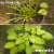 I Must Garden Deer Repellent Garden Concentrate: Mint Scented, 32oz Easy Hose End Sprayer Perspective: left