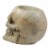 Northlight 11 Ivory and Black Halloween Skull Tabletop Decoration Perspective: left