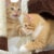 Cat Tree Tower Condo 3 Levels with Cave Perch and Scratching Posts 31 Inches Perspective: left