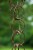 Garden's Alive Copper Rain Chain Perspective: left