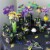 Big Dot of Happiness Colorful Mardi Gras Mask - Masquerade Party Decor Cupcake Wrappers 12 Ct Perspective: left