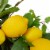 Northlight Lemons and Assorted Foliage Spring Wreath, Yellow and Green 20 Perspective: left