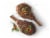 Tomahawk Beef Ribeye Steak Perspective: left