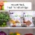 Freshpet Select Gourmet Pate Grain Free Chicken & Beef Recipe Cat Food Perspective: left
