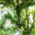 Garden Elements 9' Penn Spruce Christmas Tree- 1600 Clear Lights Perspective: left