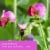 Tuscany Candle™ Wax Melts Sweet Pea Perspective: left