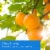 Tuscany™ Jar Candle Triple Pour Citrus Sunrise Perspective: left