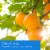 Tuscany™ Jar Candle Triple Pour Citrus Sunrise Perspective: left