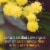 Garden of Life Dr. Formulated Organic Fiber Citrus Powder Perspective: left