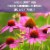 Garden of Life Organics Elderberry Immune Gummies with Echinacea, Zinc, Vitamin C Vegan Gummy Drops Perspective: left