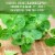 Garden of Life Organics Oil of Oregano Seasonal Drops, Organic, Alcohol Free, Liquid Perspective: left