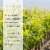 Carys Sauvignon Blanc Perspective: left
