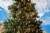 100 Light LED Christmas Mini Light Set, Patio Light, Warm White, Green Wire, 34’ Perspective: left