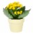 Mother's Day Fresh Kalanchoe Plant in 2.5 inch Ceramic Container Perspective: left